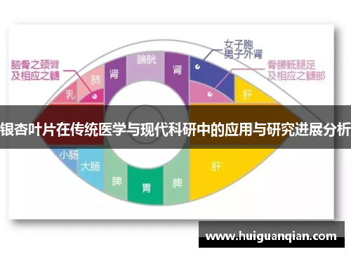银杏叶片在传统医学与现代科研中的应用与研究进展分析